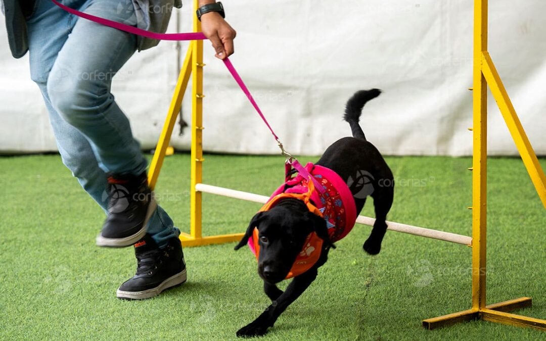 Mientras crecen los hogares unipersonales, el 67 % de las familias ya convive con mascotas: así está cambiando la forma de vivir en Colombia
