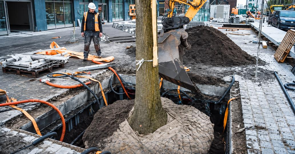 La apuesta por la innovación para hacer espacio a los árboles en las ciudades sin afectar la infraestructura